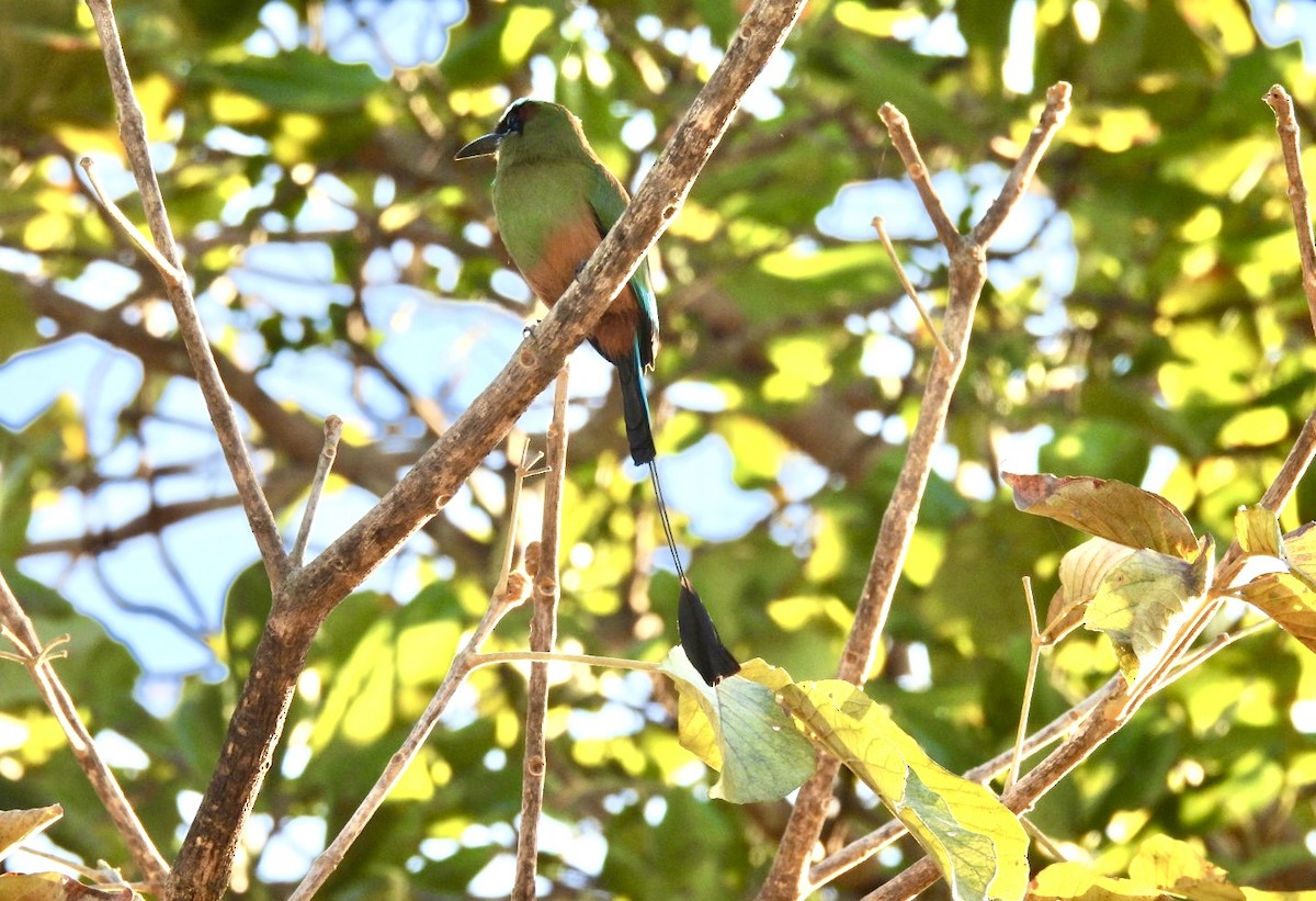 Turquoise-browed Motmot - ML651191436