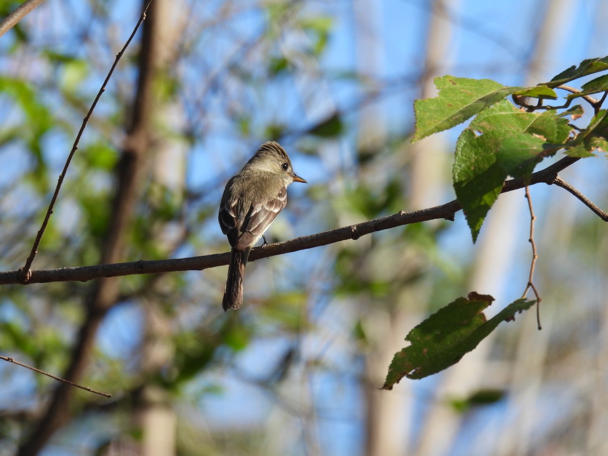 Northern Tropical Pewee - ML651191549