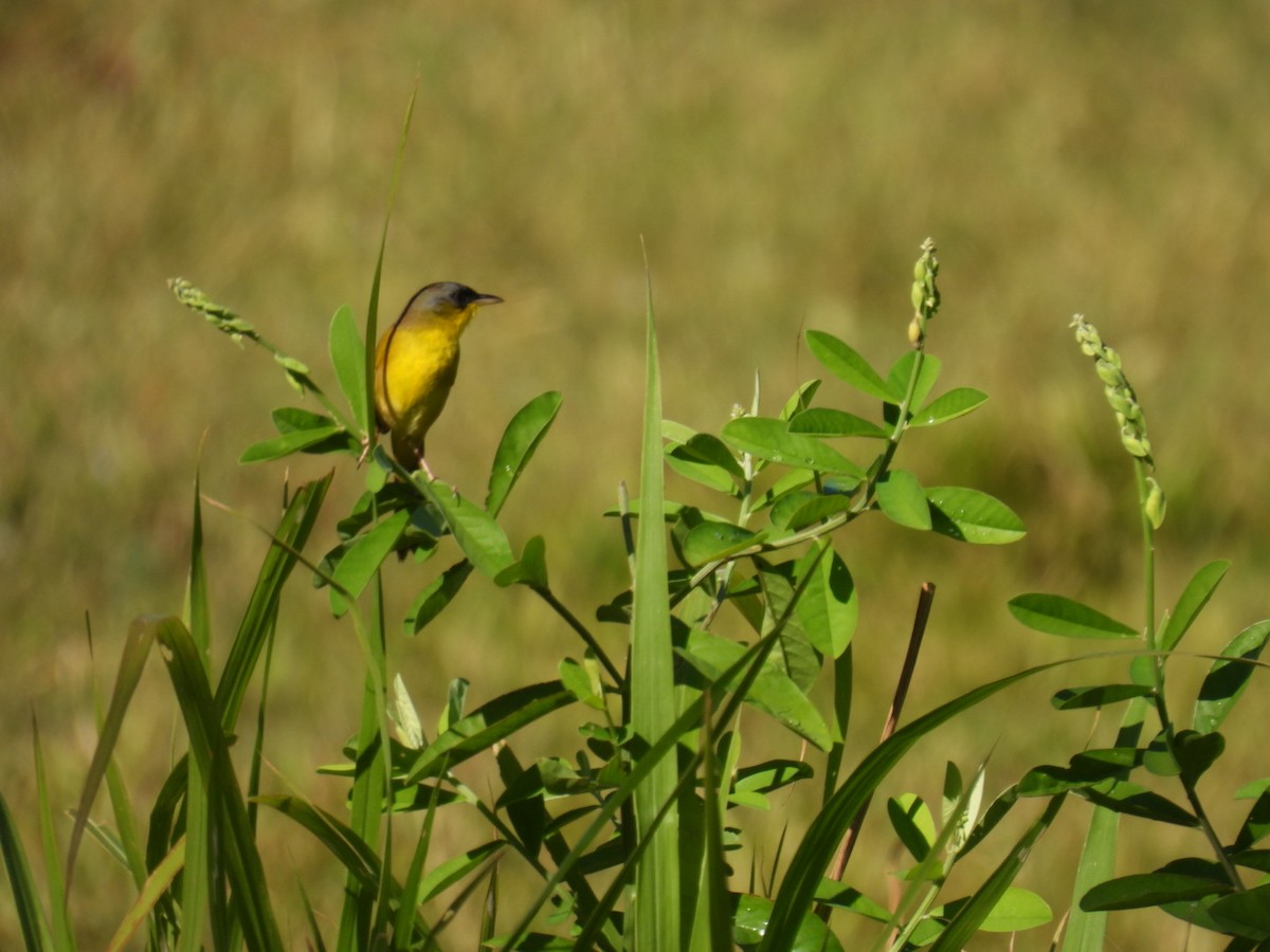 Gray-crowned Yellowthroat - ML651191590