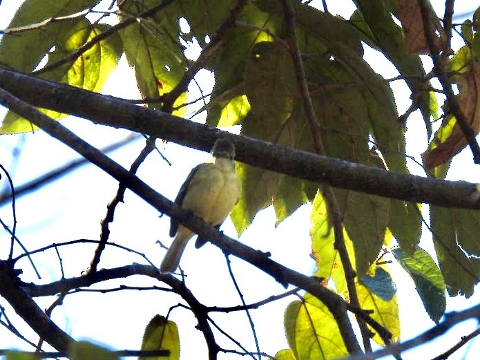 Common Tody-Flycatcher - ML651191616