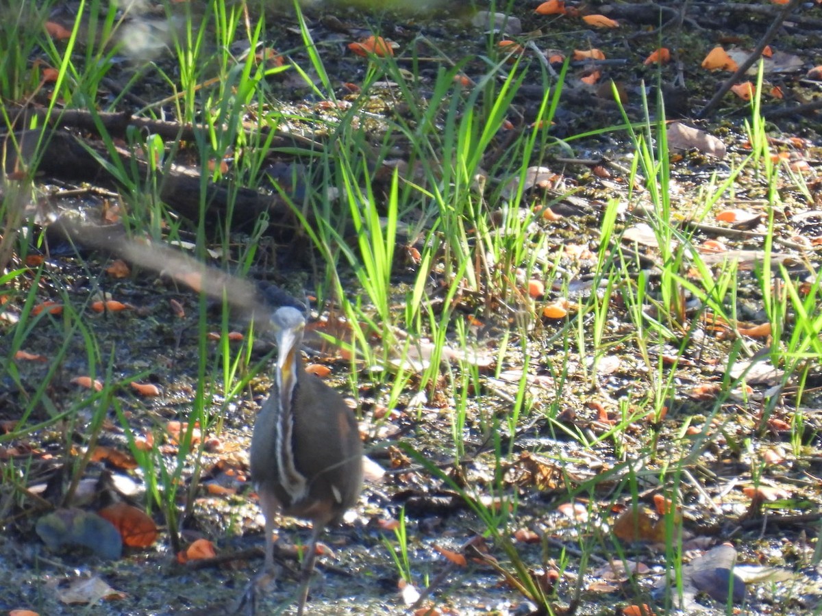 Bare-throated Tiger-Heron - ML651191632
