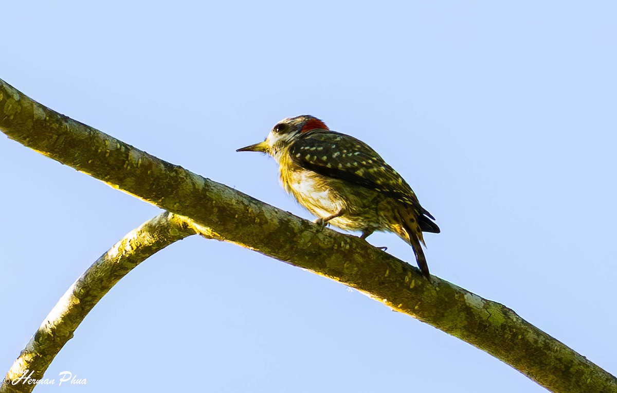 Sulawesi Pygmy Woodpecker - ML651191780