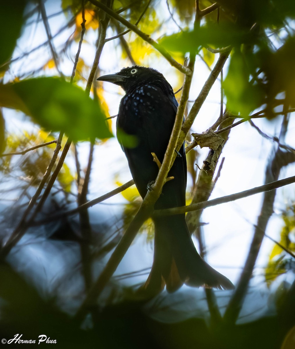 Hair-crested Drongo (White-eyed) - ML651191792