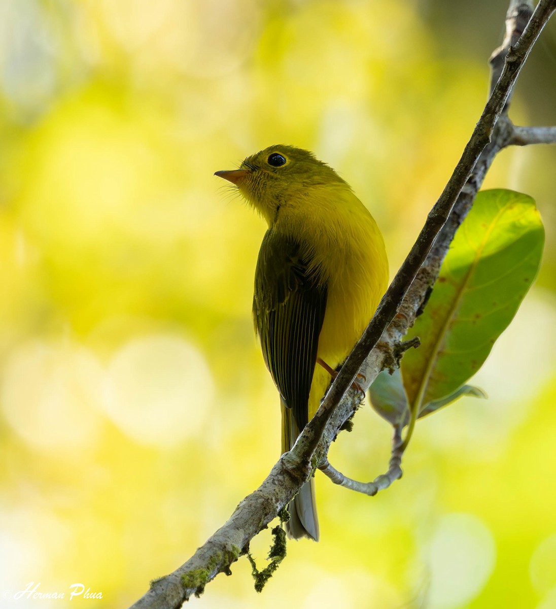 Citrine Canary-Flycatcher - ML651191797
