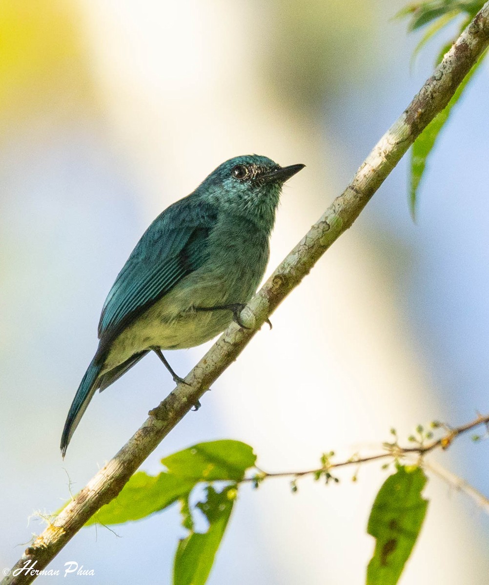 Turquoise Flycatcher - ML651191810