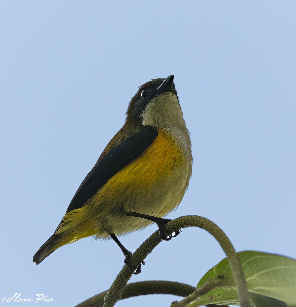 Yellow-sided Flowerpecker - ML651191821