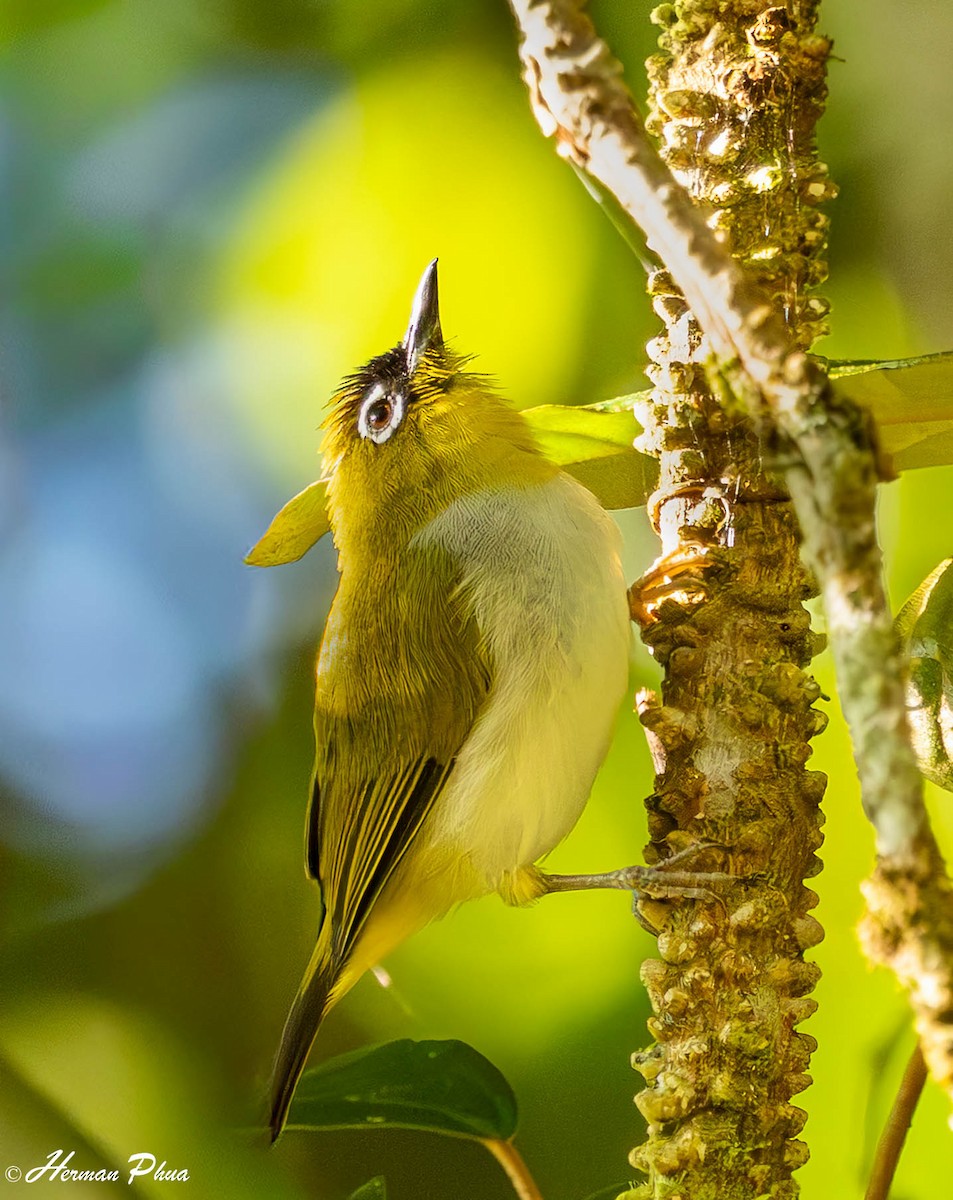 Black-crowned White-eye - ML651191841