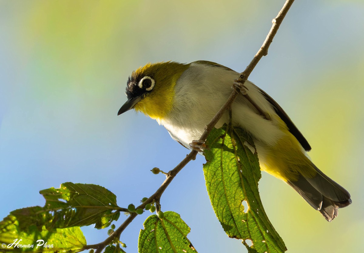 Warbling White-eye - ML651191844