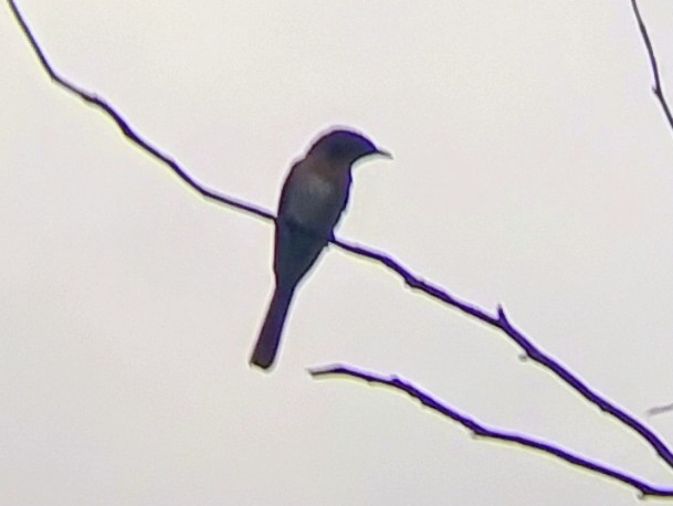 Серебристая миагра - ML651191862