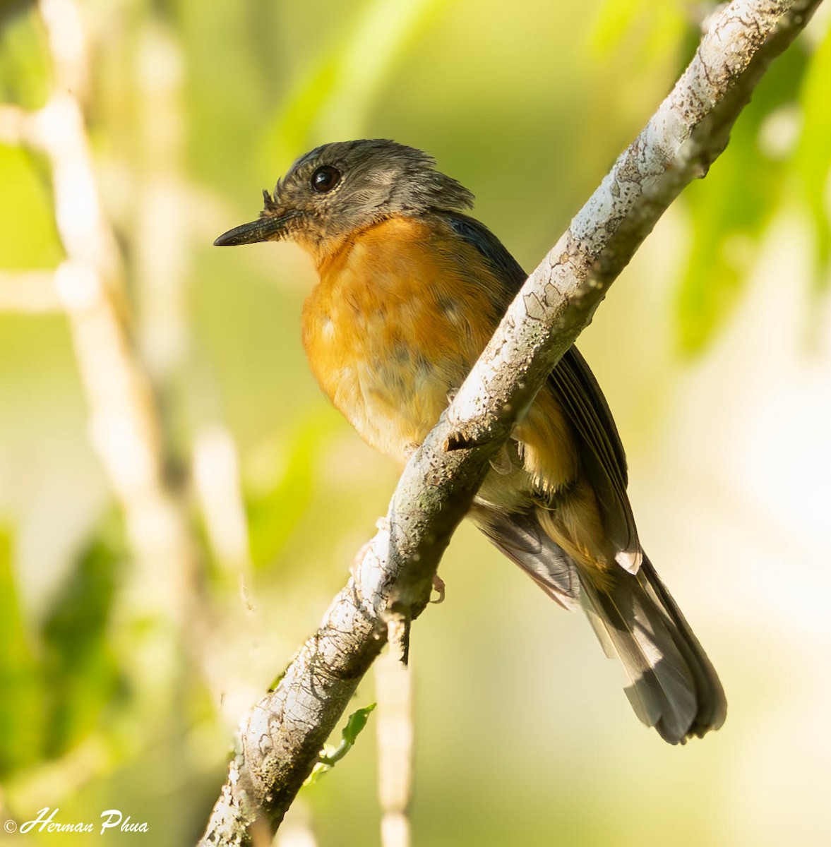Sulawesi Blue Flycatcher (Sulawesi) - ML651191923