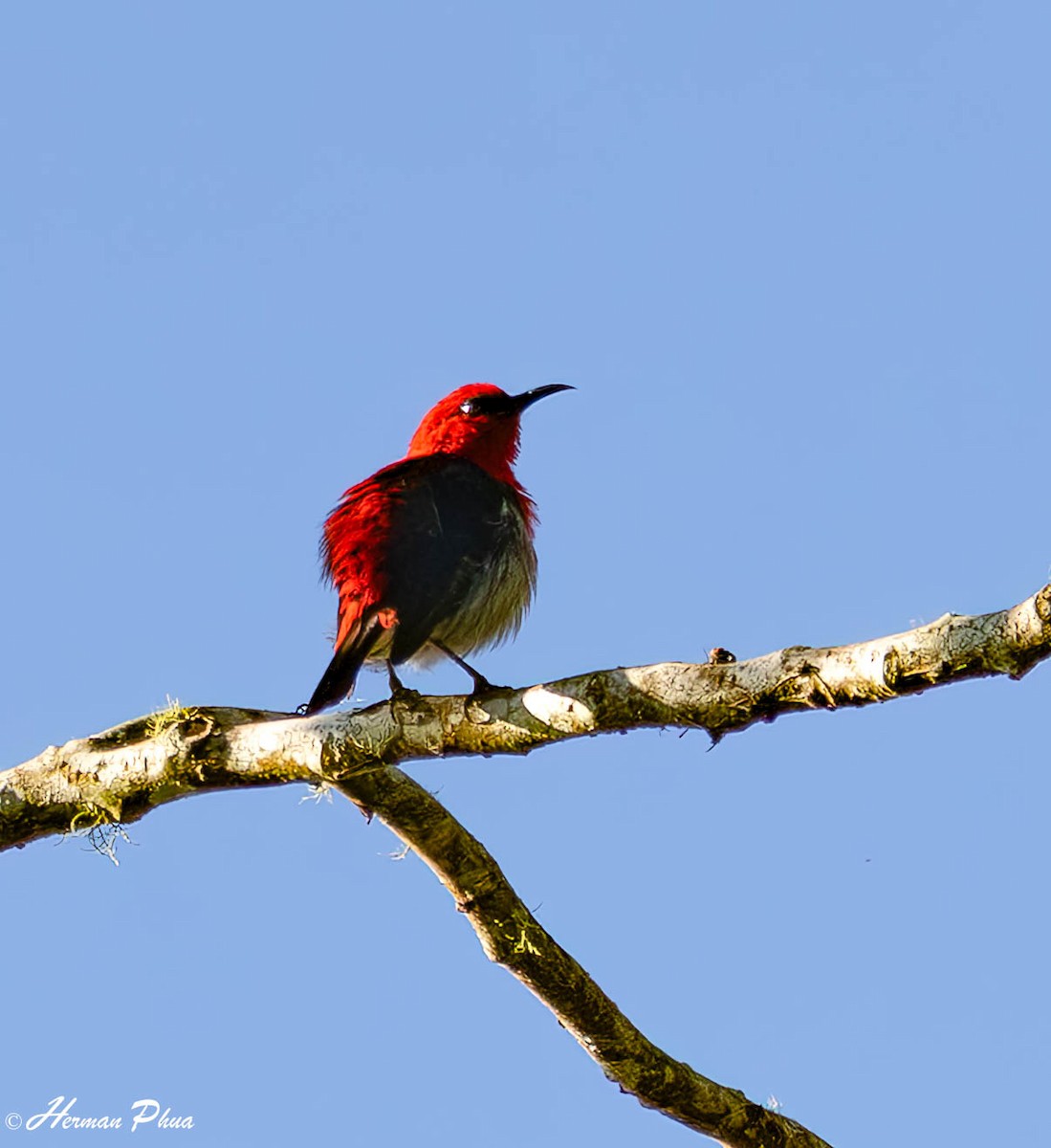 Crimson Sunbird (Sulawesi) - ML651191940