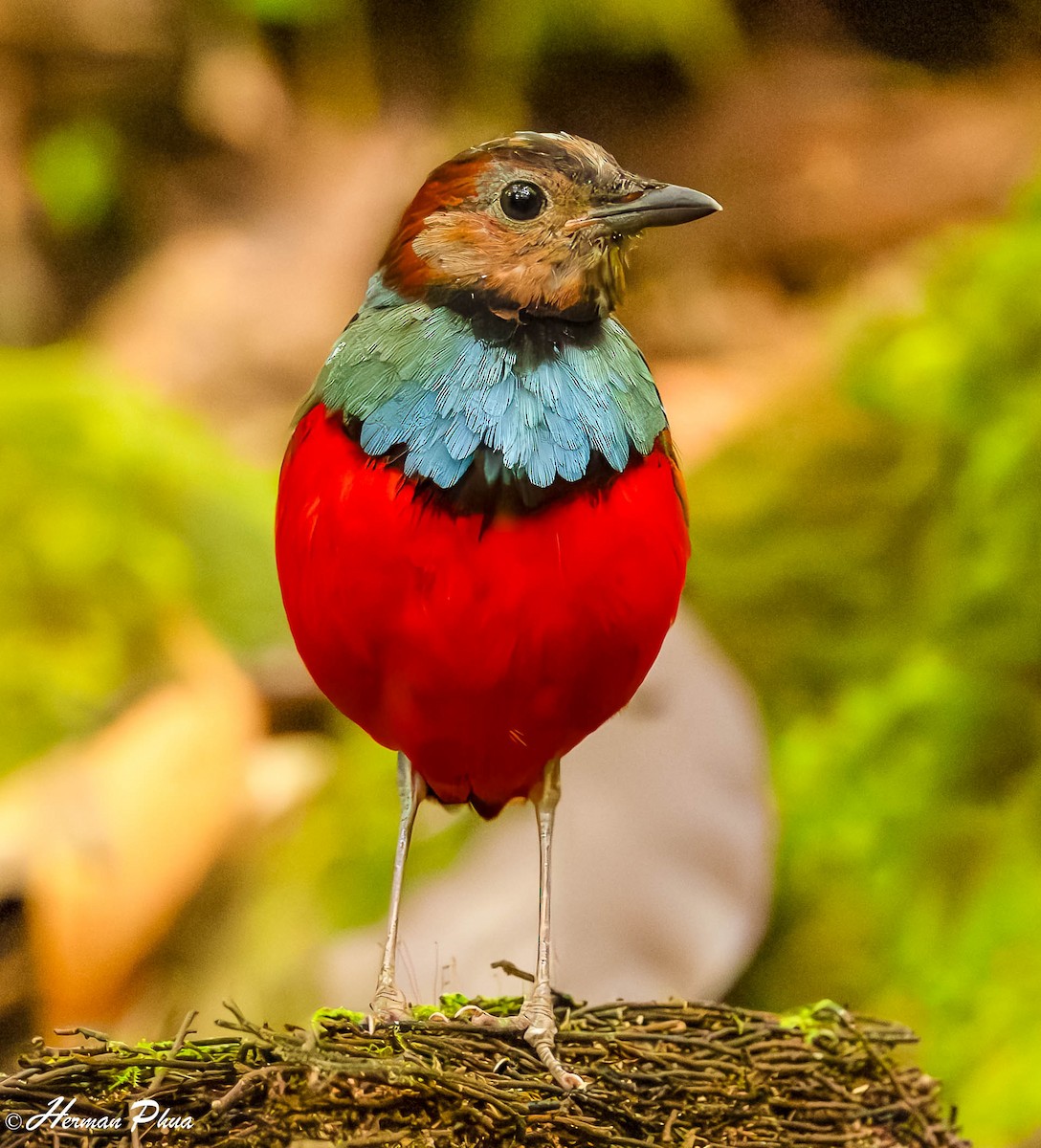 Sulawesi Pitta (Sulawesi) - ML651192132