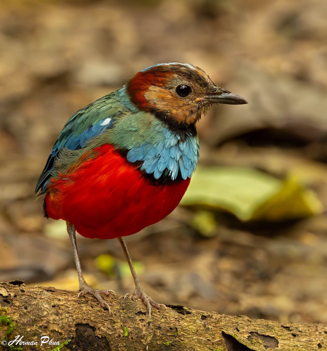 Sulawesi Pitta (Sulawesi) - ML651192133