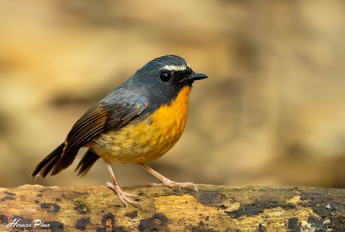 Snowy-browed Flycatcher - ML651192146
