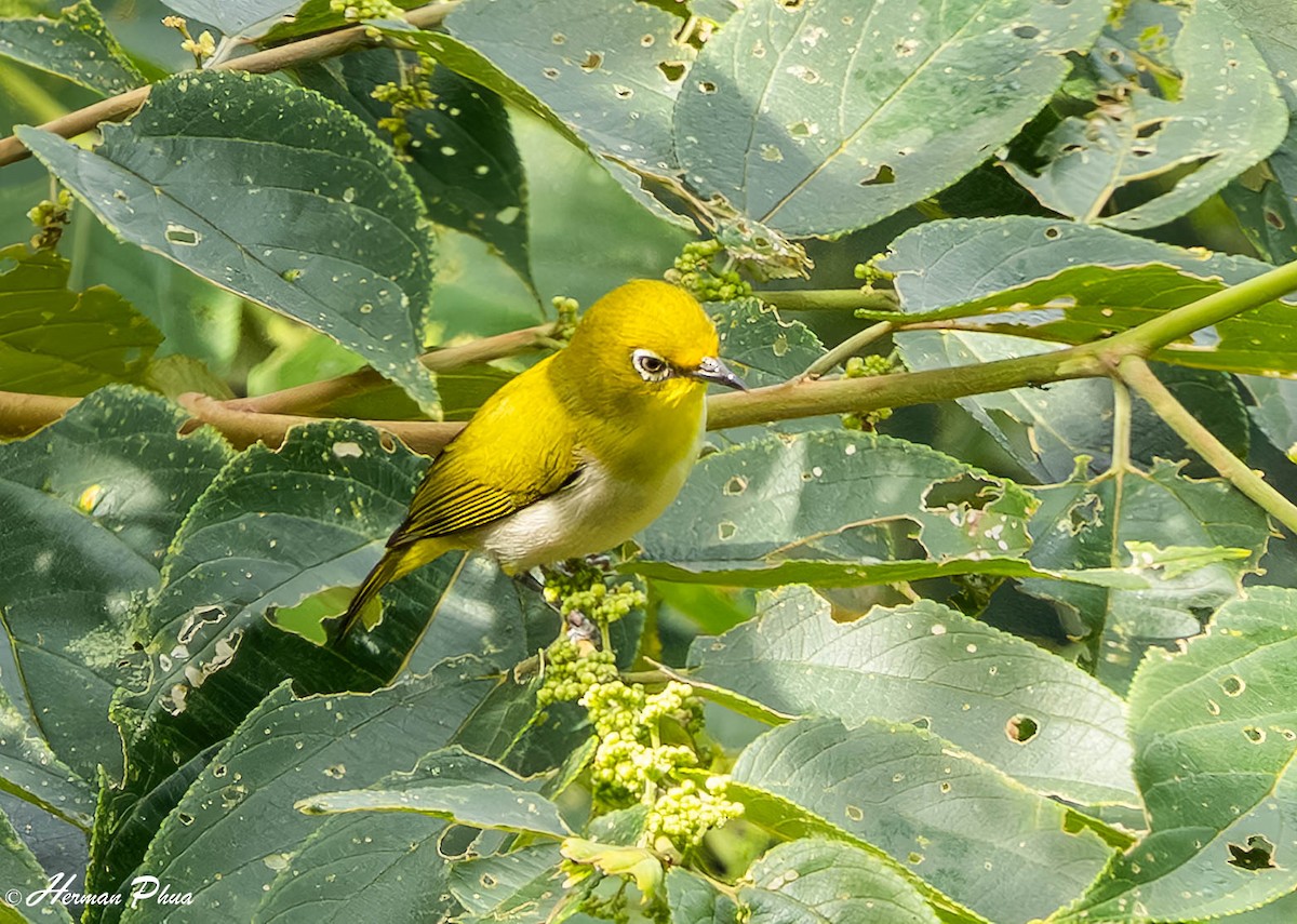 Warbling White-eye - ML651192164