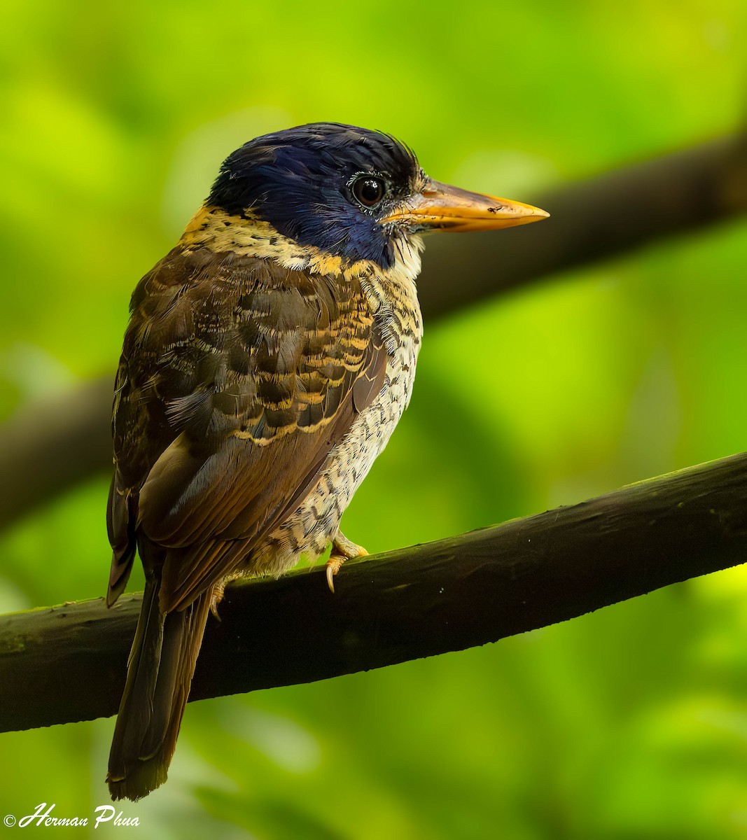 Scaly-breasted Kingfisher (Scaly-breasted) - ML651192183
