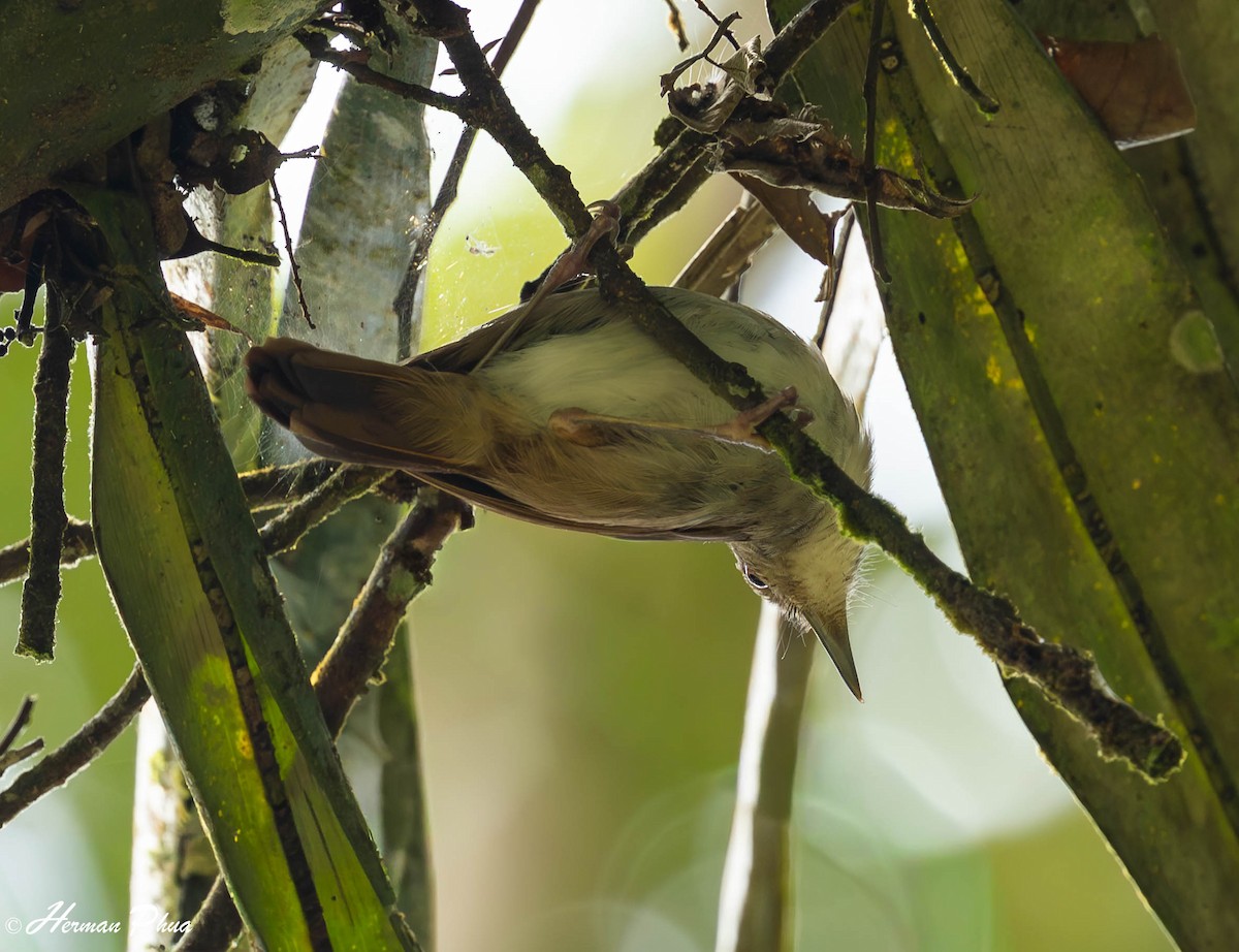 Sulphur-bellied Whistler - ML651192188