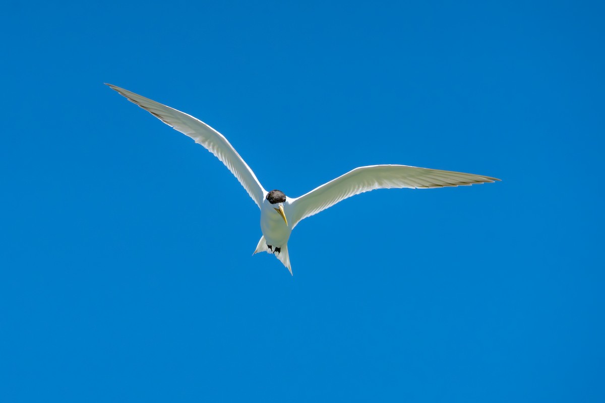 Great Crested Tern - ML651192196