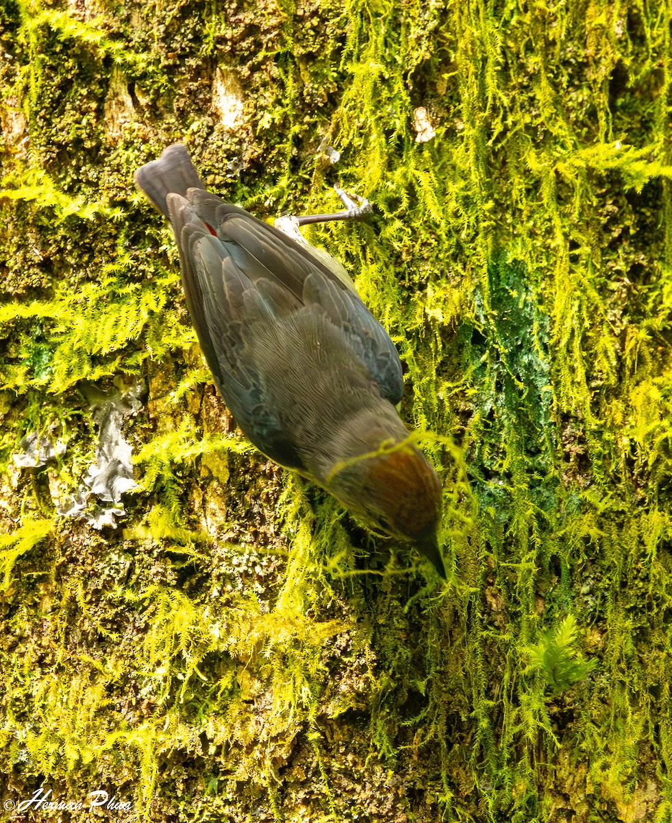 Sulphur-bellied Whistler - ML651192255