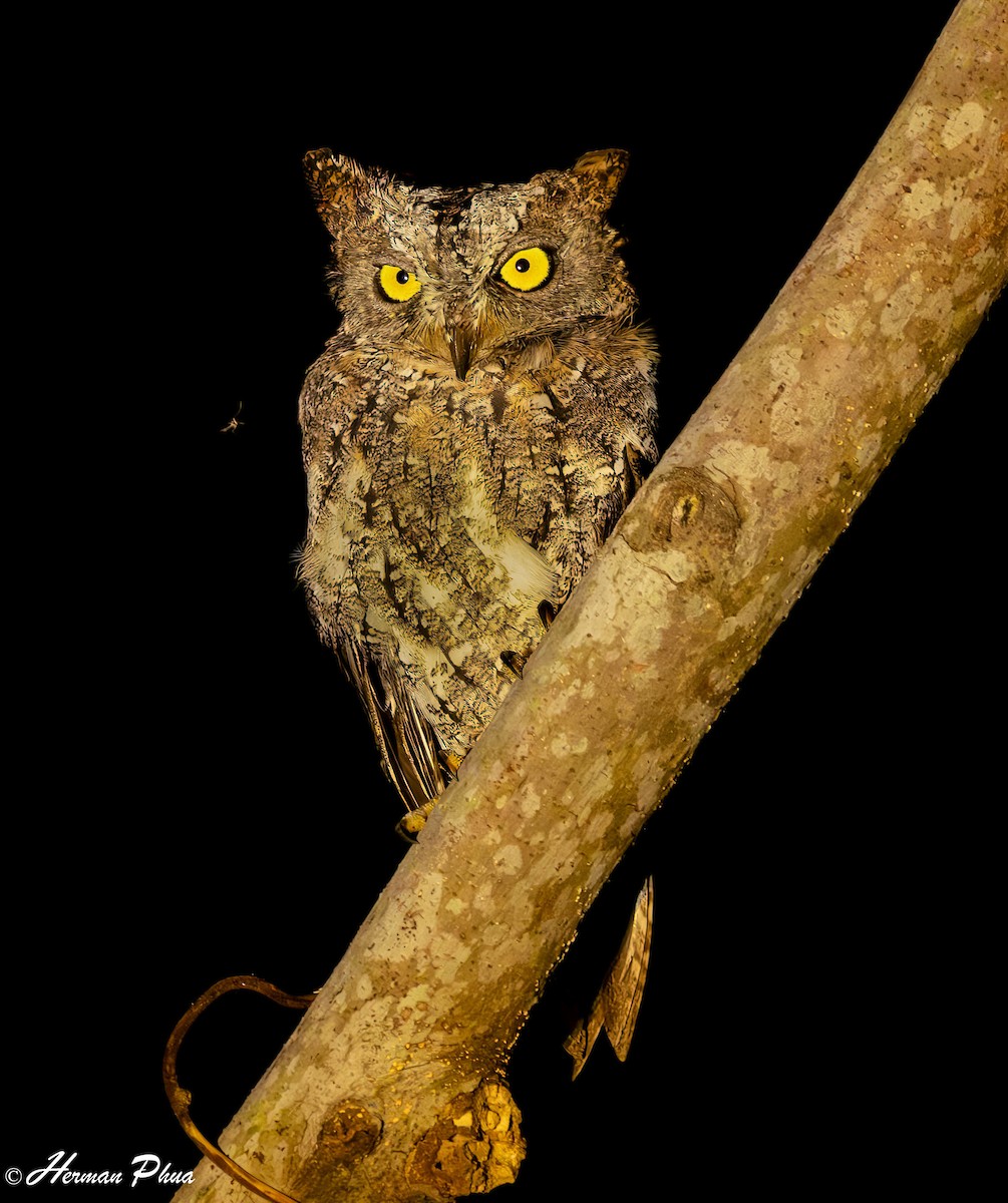 Sulawesi Scops-Owl - ML651192282