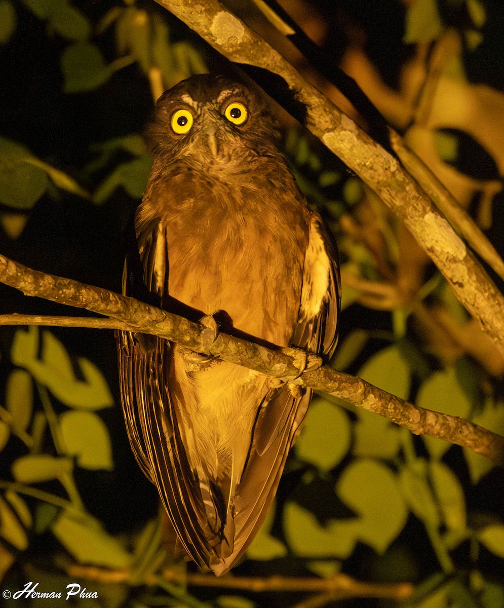 Ochre-bellied Boobook - ML651192284