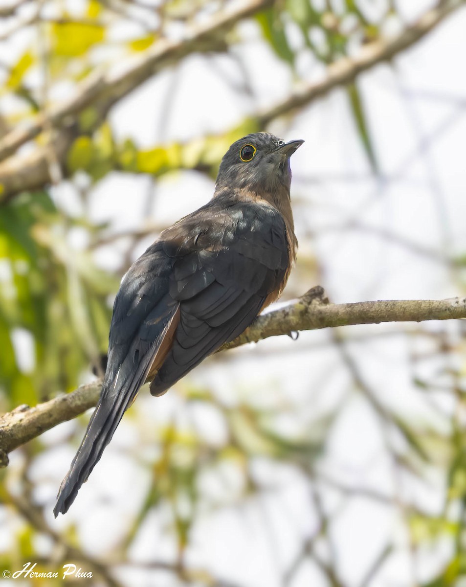 Sulawesi Brush Cuckoo - ML651192307