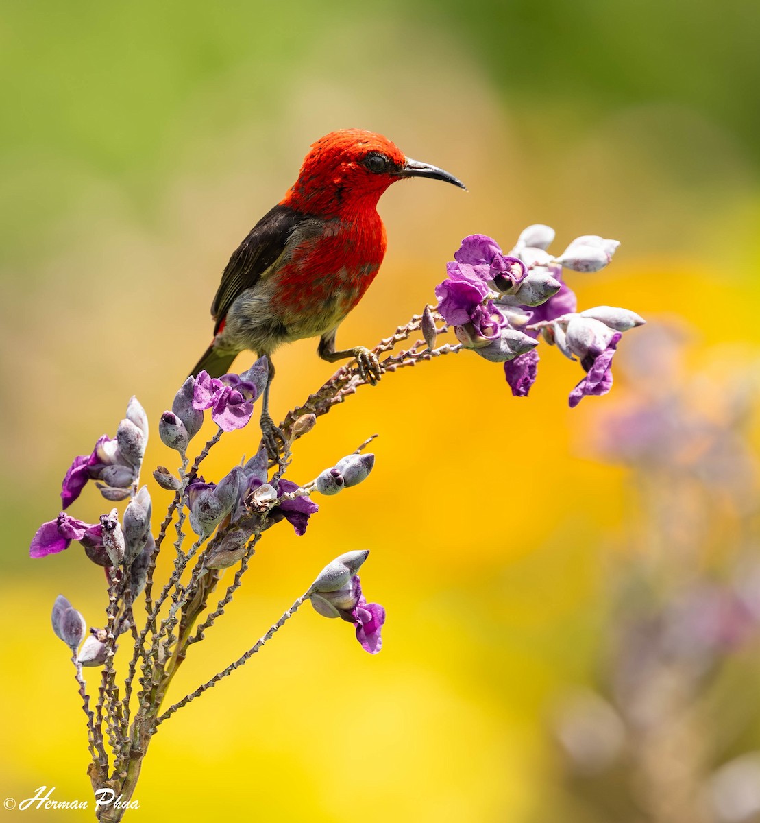 Sulawesi Myzomela - ML651192318