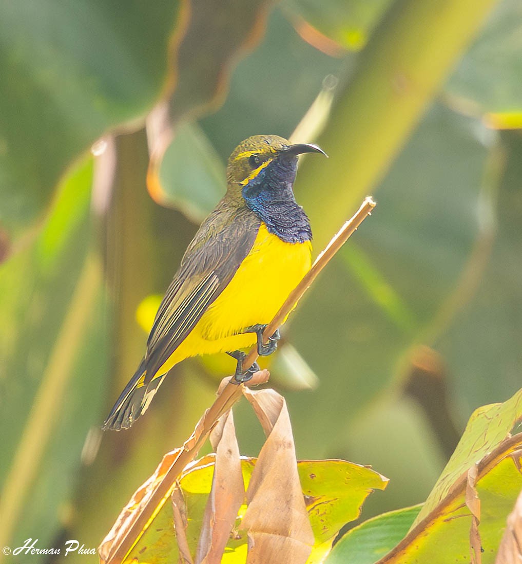 Sahul Sunbird - ML651192339