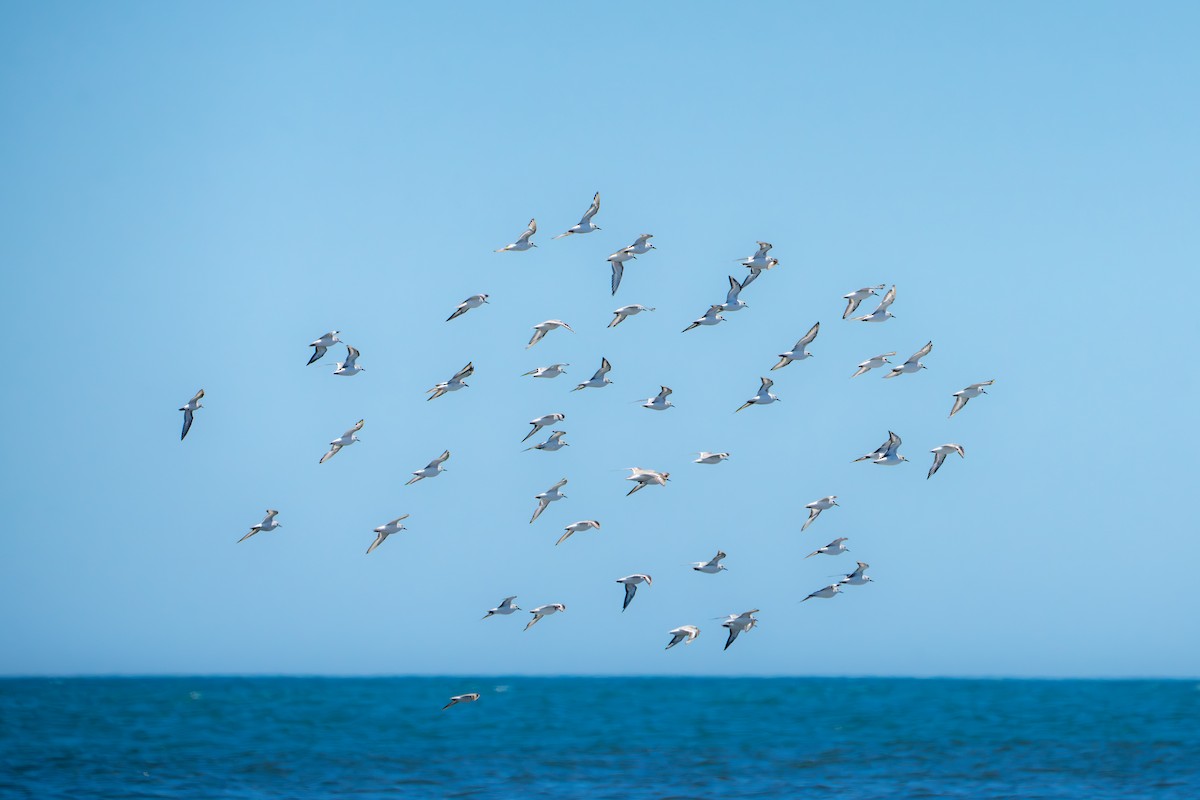 Sanderling - ML651192399