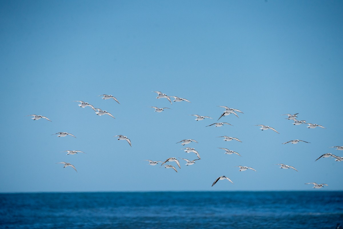 Sanderling - ML651192401