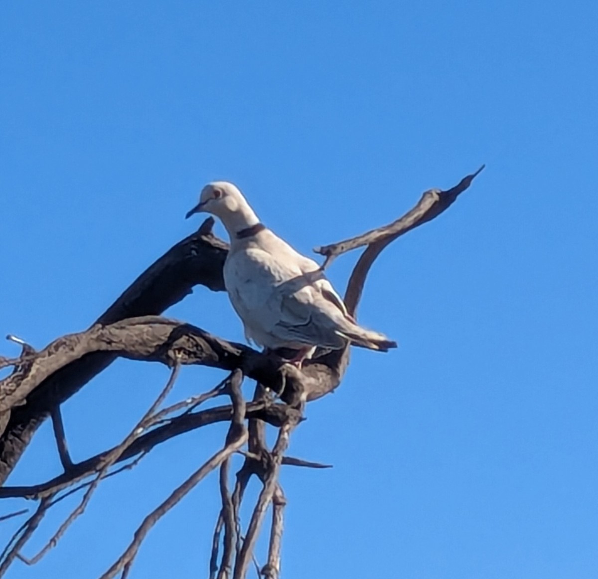 Сахельская горлица (Одомашенного типа) - ML651192510