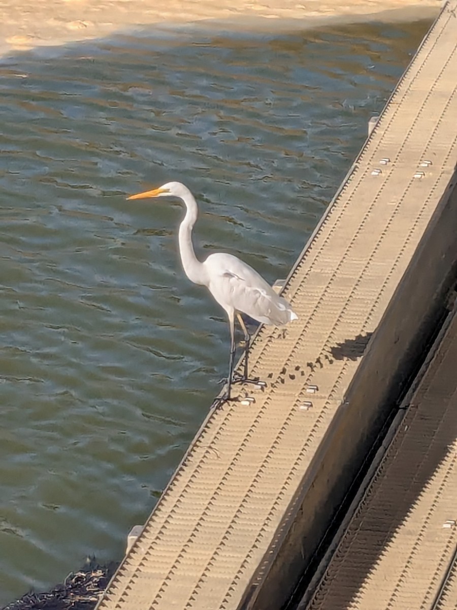 Большая белая цапля - ML651192538