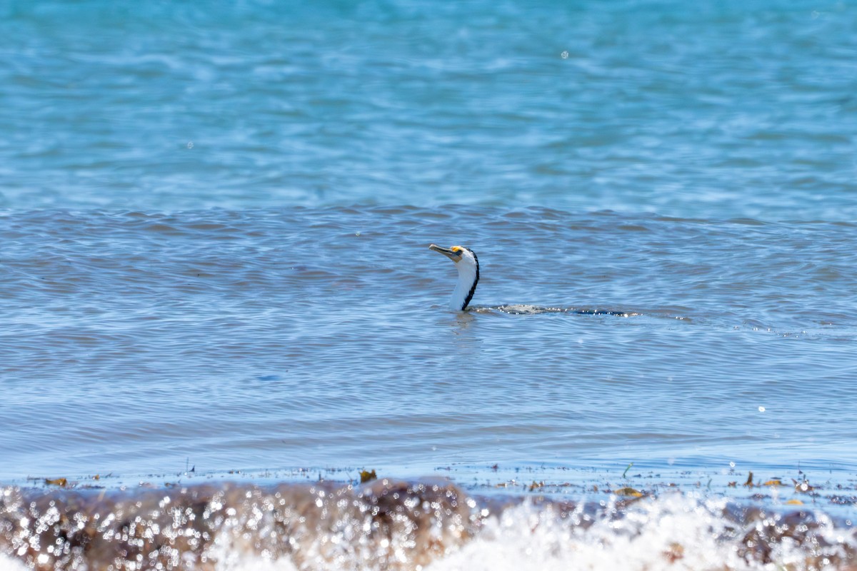 Pied Cormorant - ML651192618