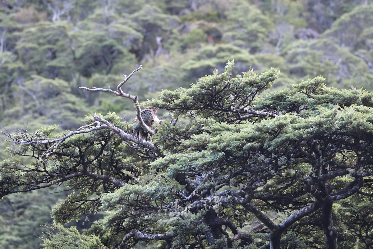 Кеа - ML651192646