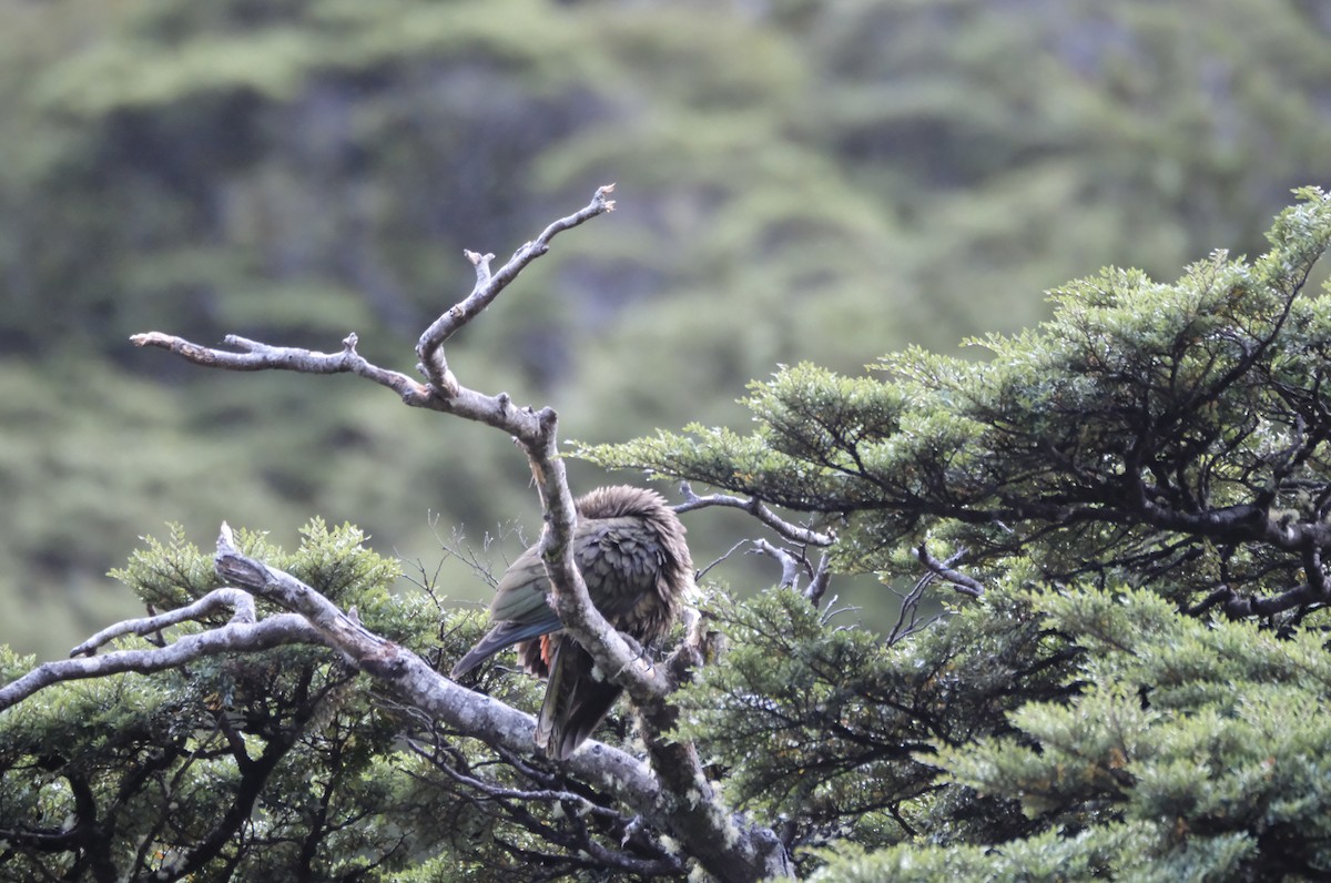 Кеа - ML651192647