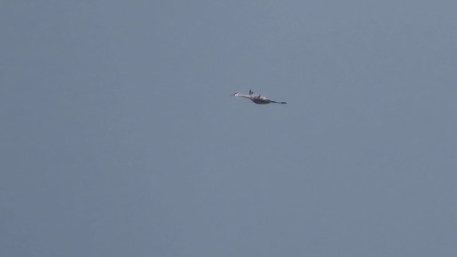 עגור קנדי - ML651192968