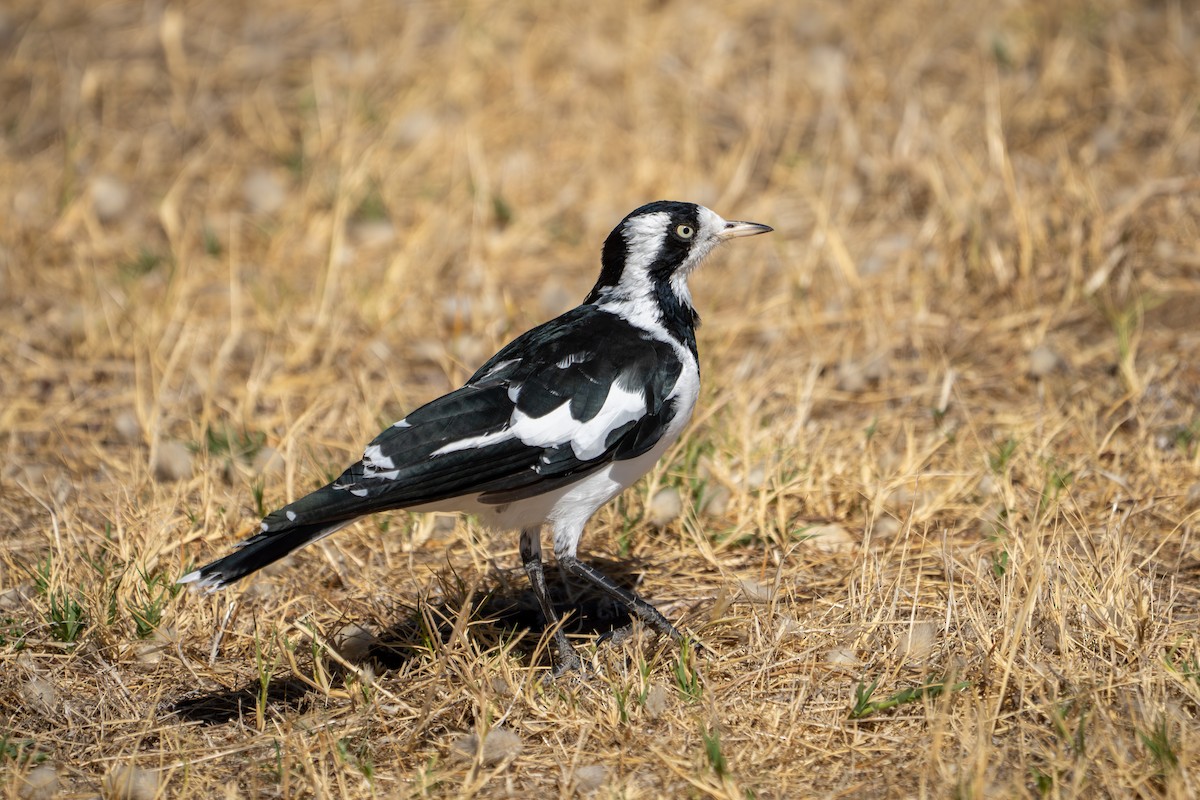 Magpie-lark - ML651193005