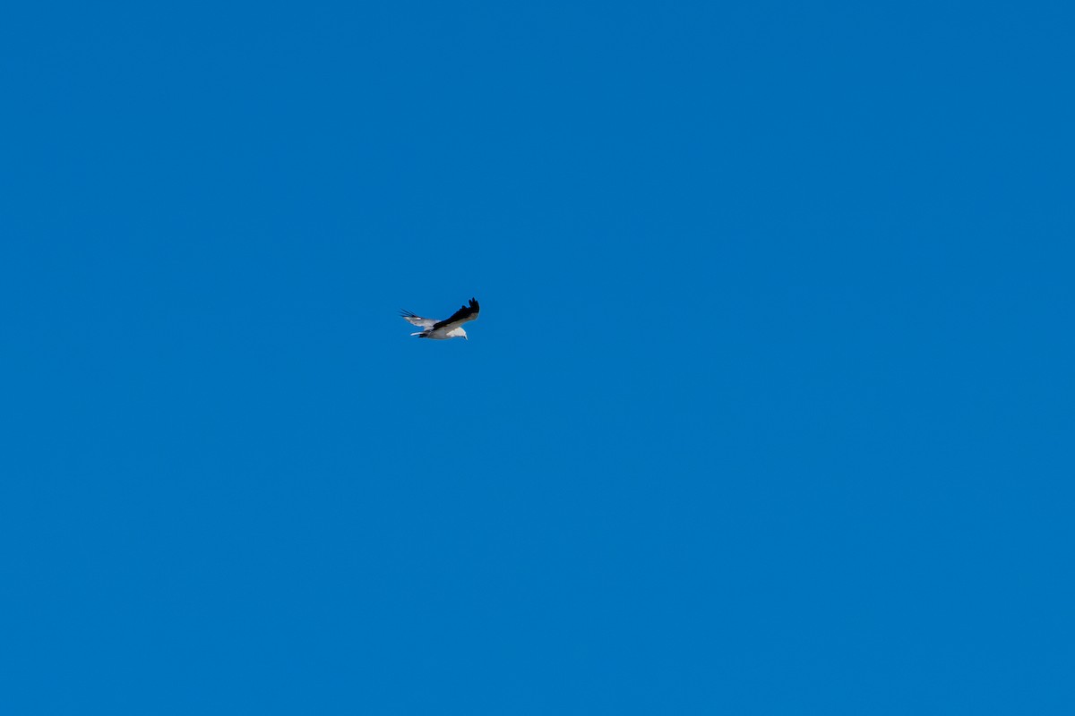 White-bellied Sea-Eagle - ML651193141