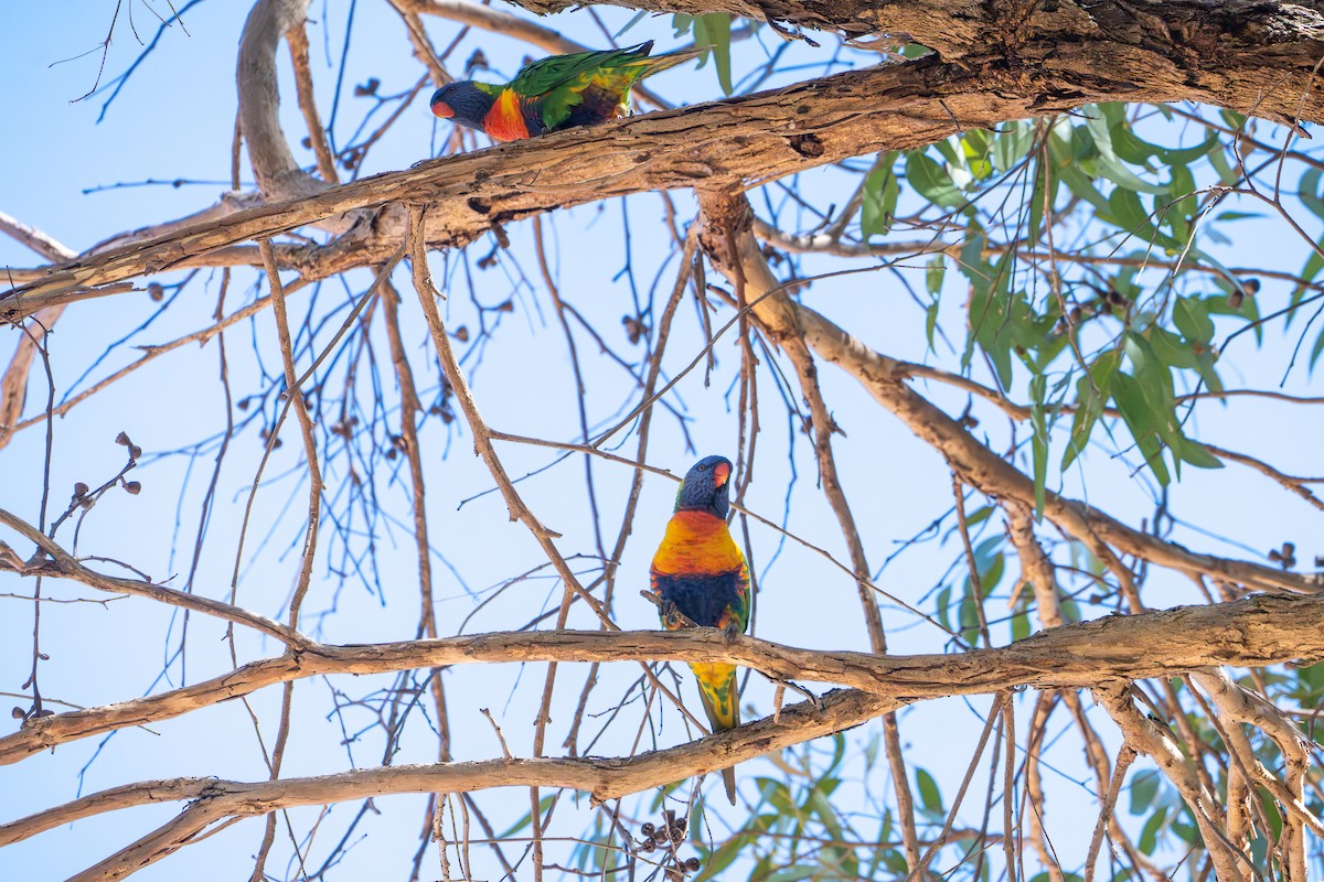 Rainbow Lorikeet - ML651193380