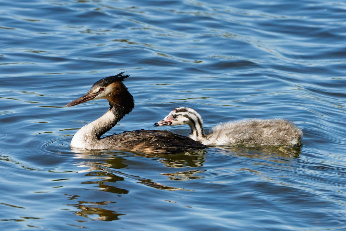 Great Crested Grebe - ML651193848
