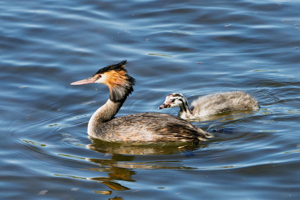 Great Crested Grebe - ML651193935