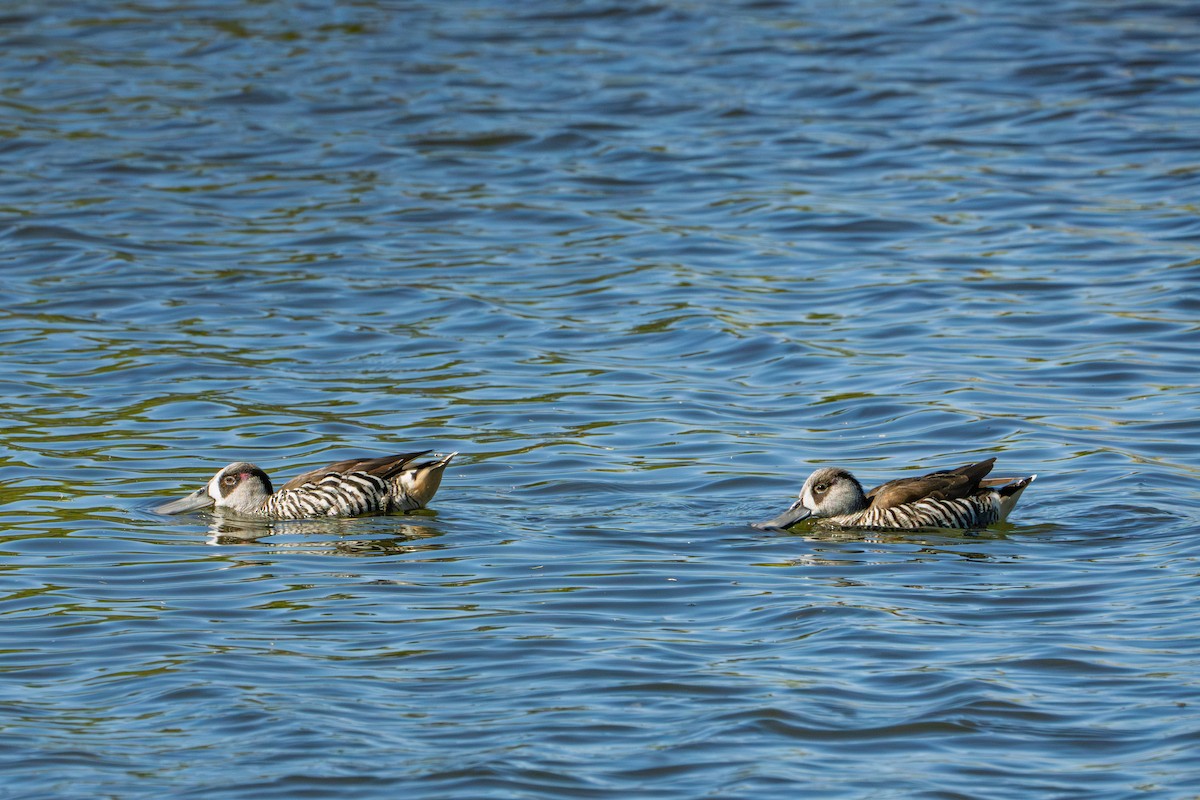 Pink-eared Duck - ML651194085