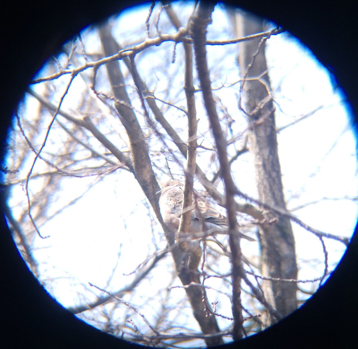 Oriental Turtle-Dove - ML651194949