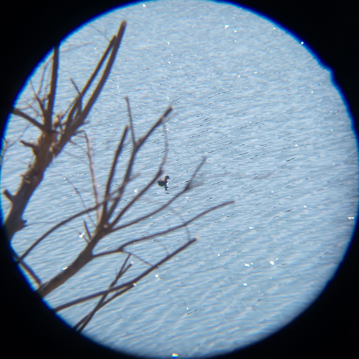 Little Grebe - ML651194952