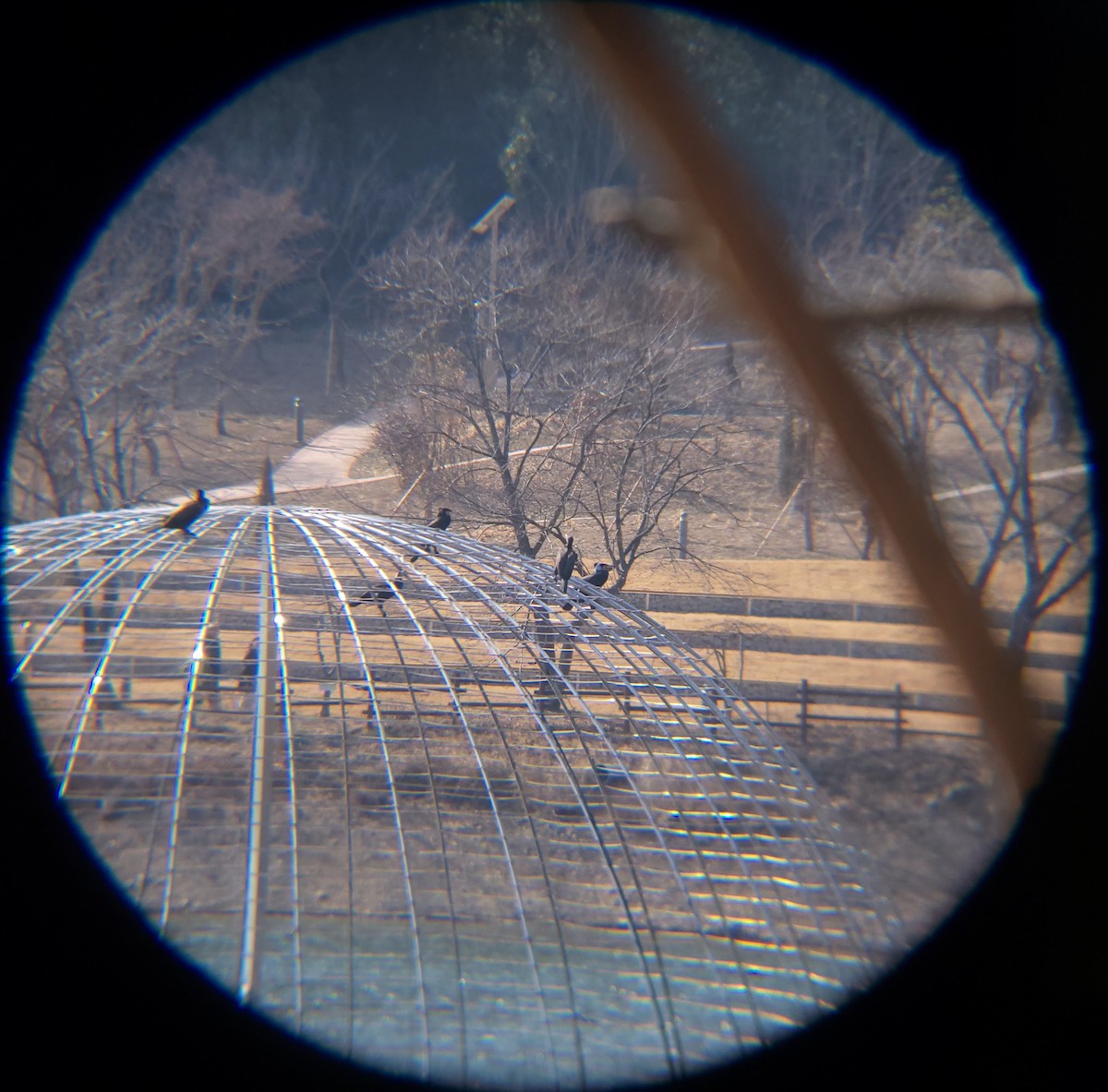 Great Cormorant - ML651194959