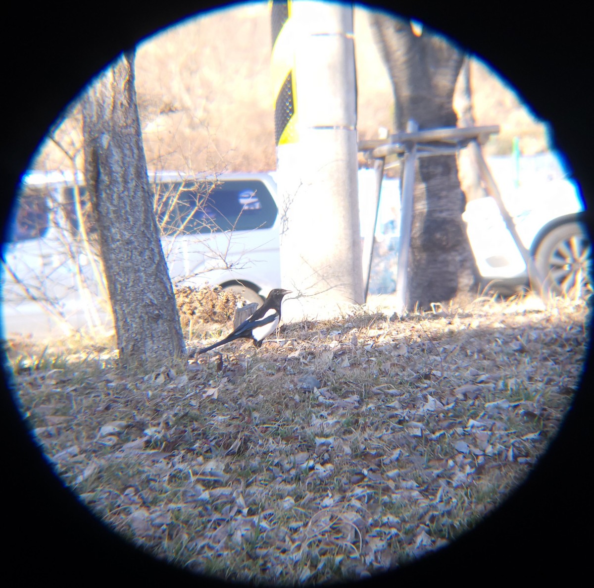 Oriental Magpie - ML651194962