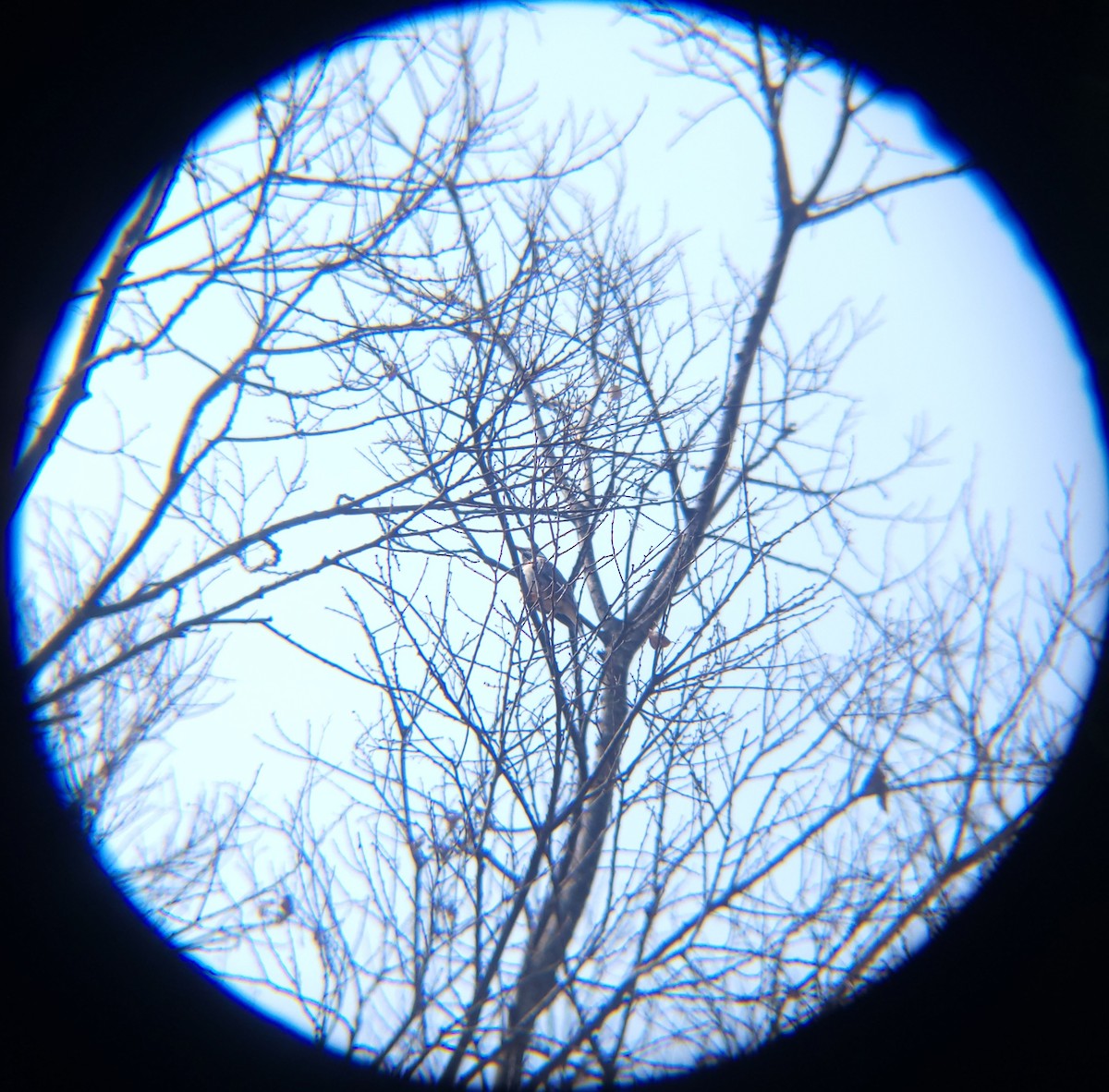 White-cheeked Starling - ML651194988