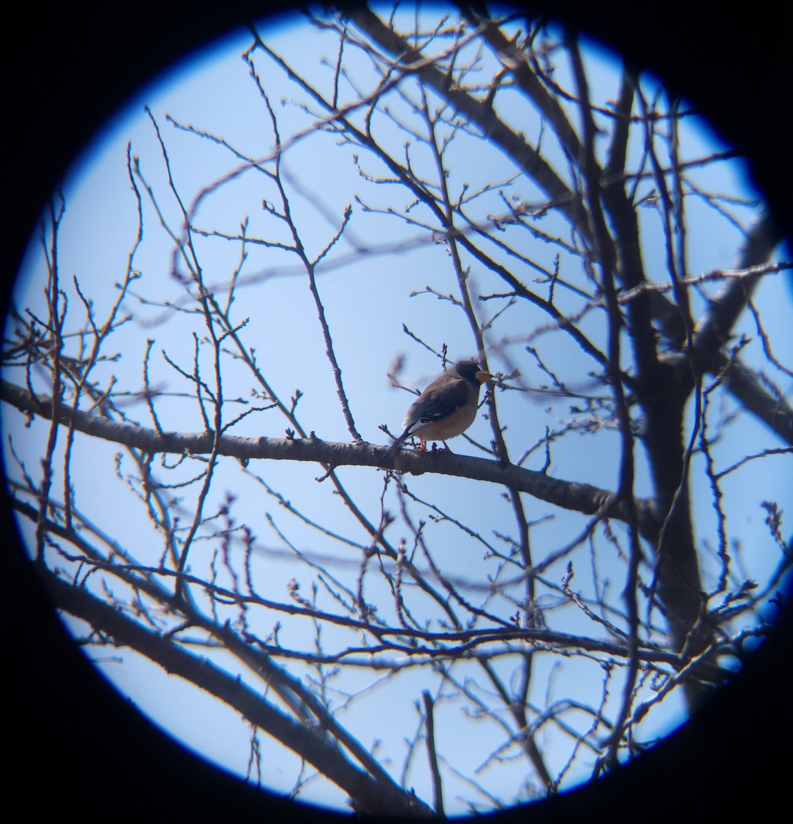 Yellow-billed Grosbeak - ML651194993