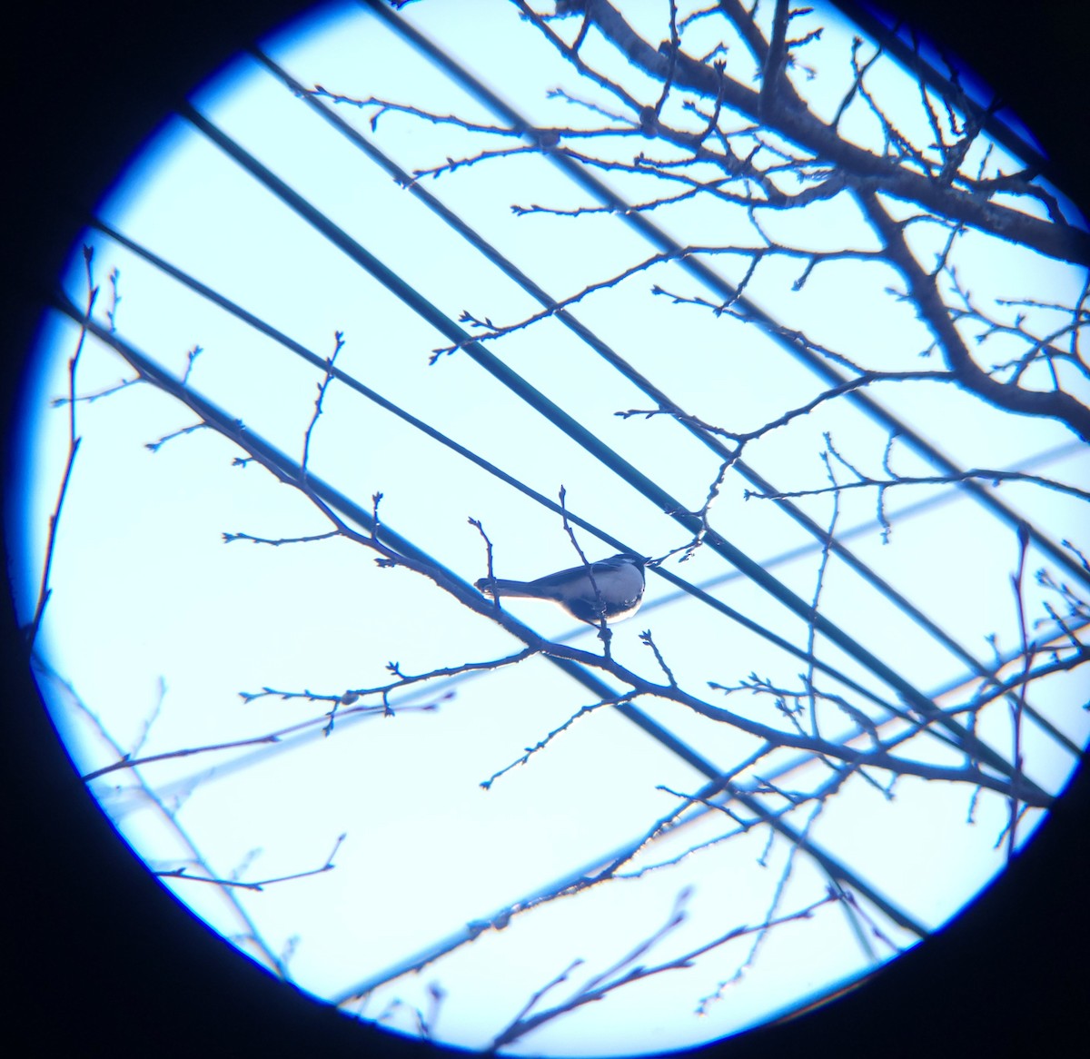 Asian Tit - ML651195015
