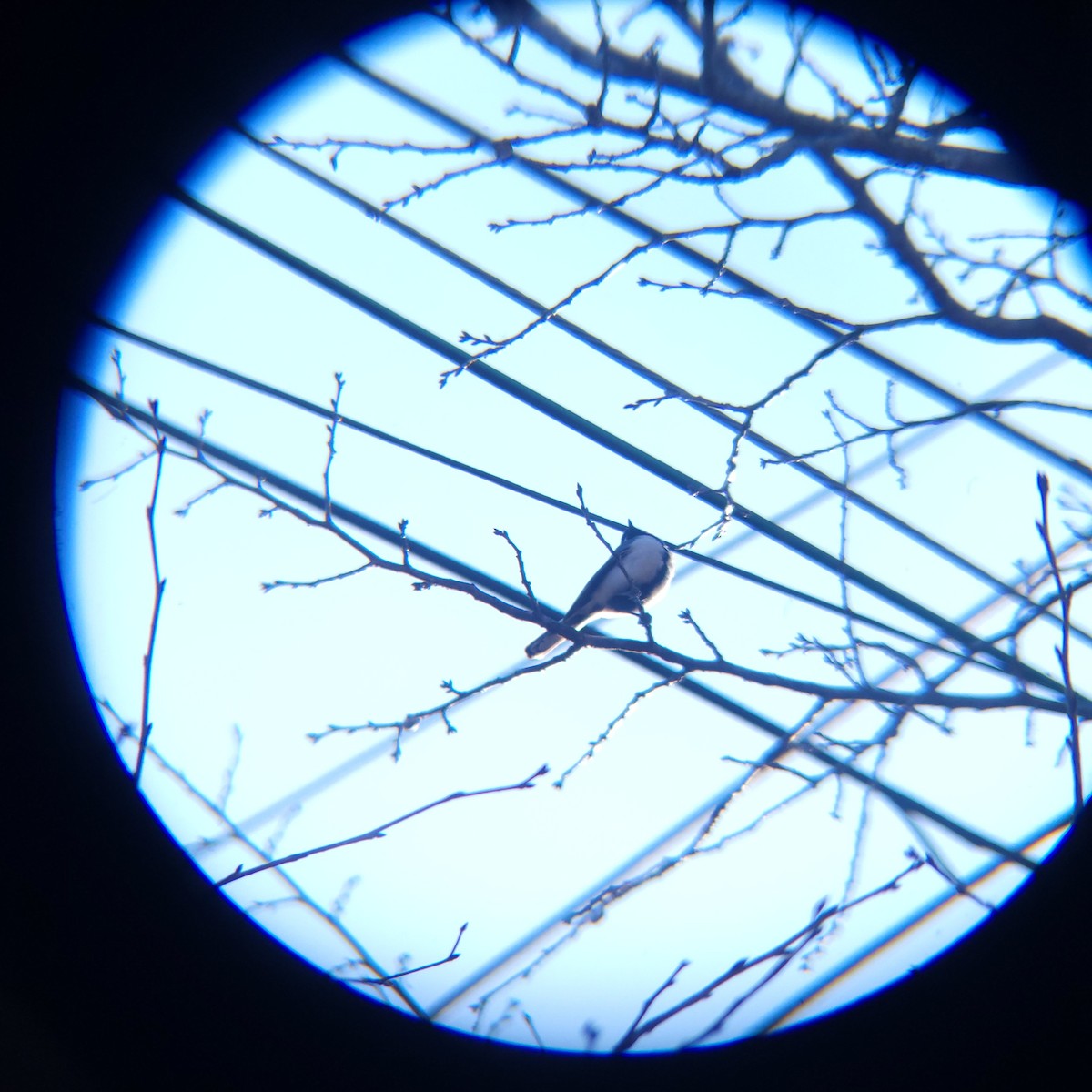 Asian Tit - ML651195016